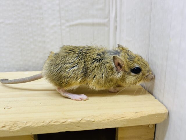 ジャイアントジャービル（オオスナネズミ）