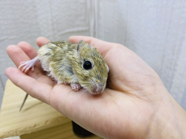 ジャイアントジャービル（オオスナネズミ）