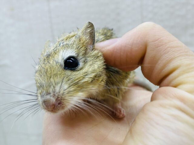 ジャイアントジャービル（オオスナネズミ）