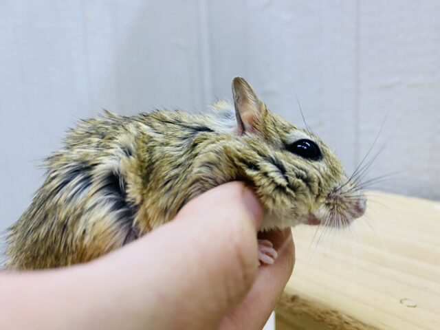 ジャイアントジャービル（オオスナネズミ）