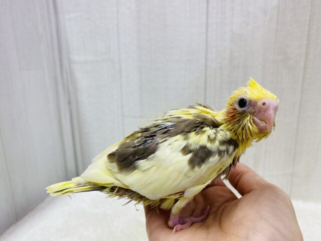 オカメインコ
