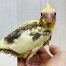 甘々カラーにメロメロ😍😍オカメインコのシナモンパイド⭐️