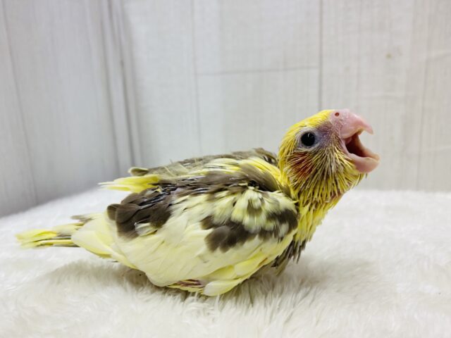 オカメインコ