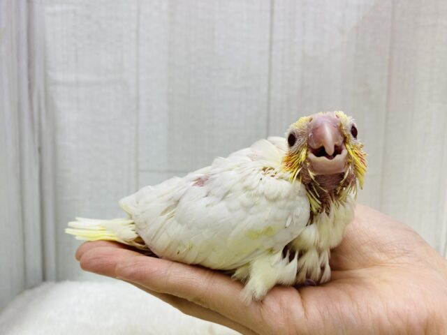 オカメインコ