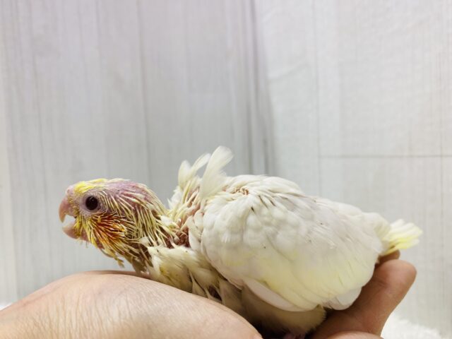オカメインコ