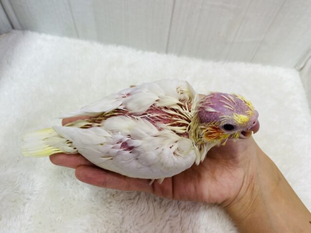 オカメインコ