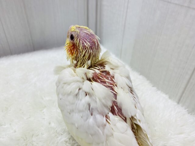 オカメインコ