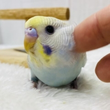 最新画像有ります‼️オーラ放つ✨✨淡くてステキすぎるっ💓セキセイインコやって来た‼️