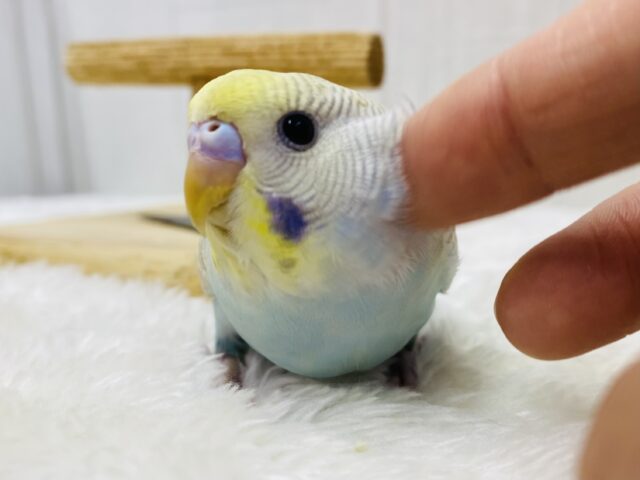 最新画像有ります‼️オーラ放つ✨✨淡くてステキすぎるっ💓セキセイインコやって来た‼️