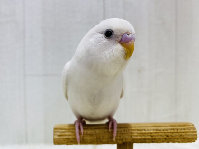 最新画像有り⭐️純白🤍キラキラおめめのトリコになっちゃう🤩セキセイインコのダブルファクター🌟