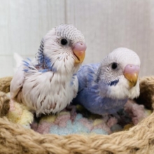 爽やかブルーに癒されましょ〜😚🩵セキセイインコ（パイド・スパングル）
