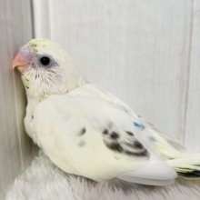 🩵ちょこっとブルーハワイ入れちゃいました🩵セキセイインコ４色ハルクイン💫💫