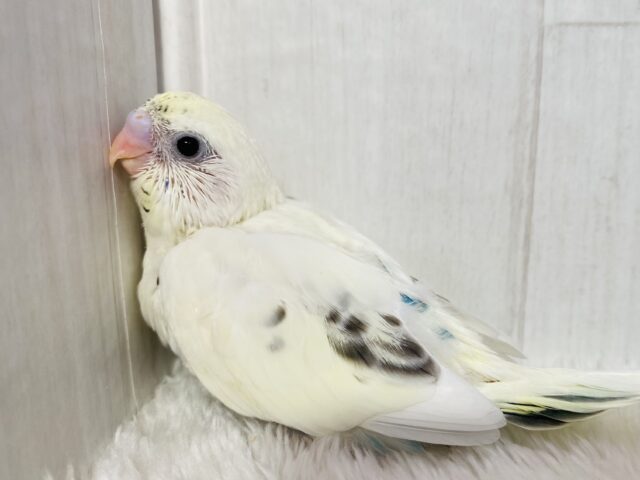 🩵ちょこっとブルーハワイ入れちゃいました🩵セキセイインコ４色ハルクイン💫💫
