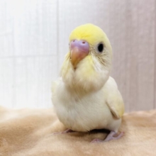 なめらかプリンちゃん🍮💕アピール上手でメロメロ注意❗️セキセイインコ(クリーム)
