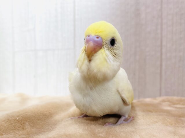なめらかプリンちゃん🍮💕アピール上手でメロメロ注意❗️セキセイインコ(クリーム)