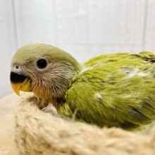 💚濃いめ抹茶いただきます🍵幼さ溢れる💕コザクラインコ（オパーリンオリーブ）🫒