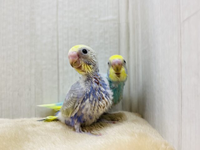 セキセイインコ