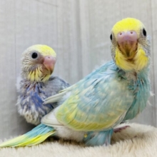 春到来🌷🌸淡くて可愛い💕セキセイインコパステルちゃんず！！