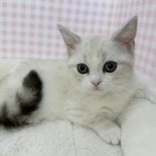 真っ白で短足なマンチカンちゃん！