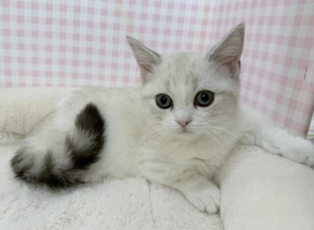 真っ白で短足なマンチカンちゃん！