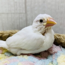 真っ白なポイップちゃん🤍甘々になっちゃう〜白文鳥‼️
