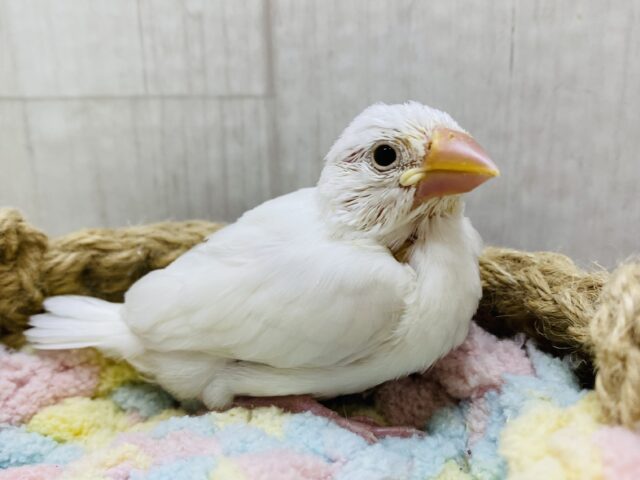 真っ白なポイップちゃん🤍甘々になっちゃう〜白文鳥‼️
