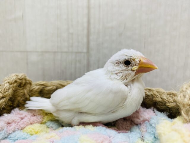 白文鳥