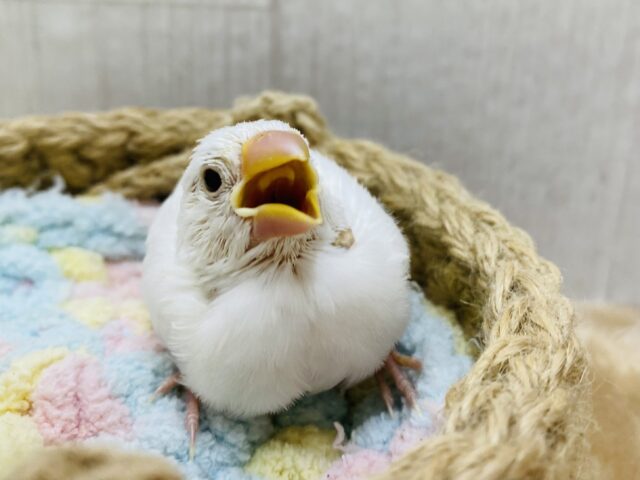 白文鳥