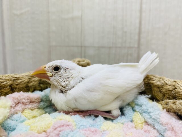 白文鳥