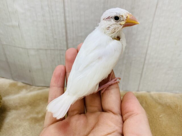 白文鳥