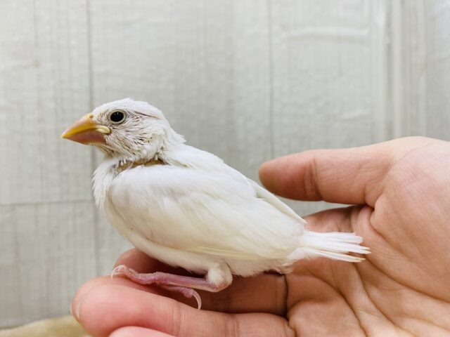 白文鳥