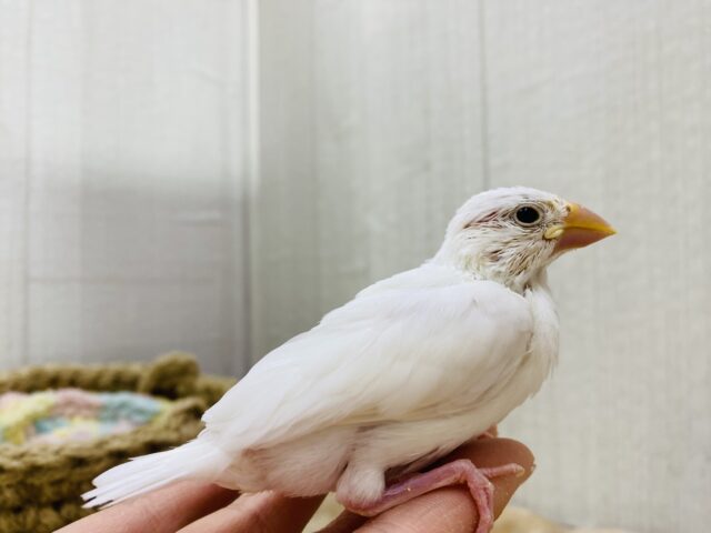 白文鳥