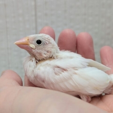 真っ白🤍白文鳥ヒナさん来ましたよ〜