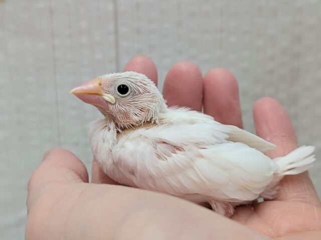 真っ白🤍白文鳥ヒナさん来ましたよ〜