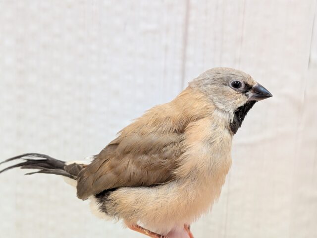 シュバシキンセイチョウ