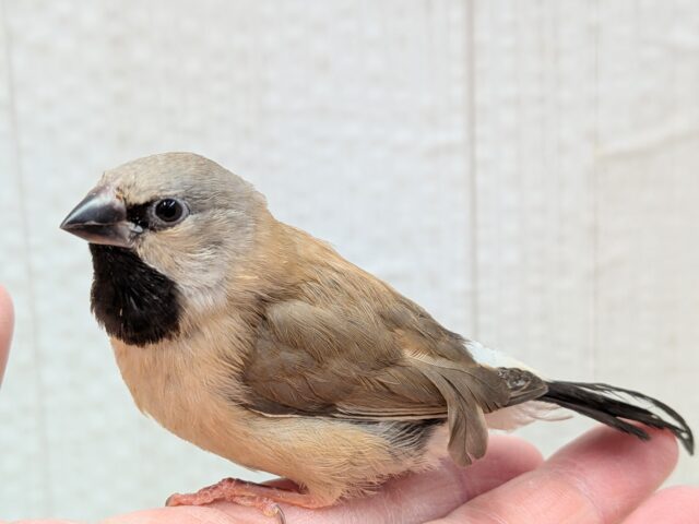 シュバシキンセイチョウ