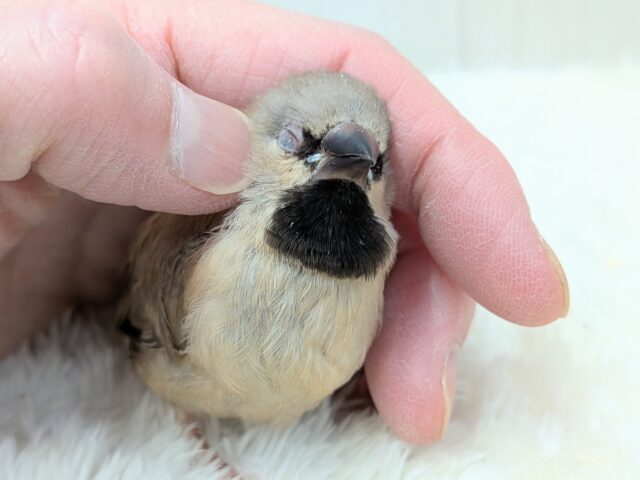 シュバシキンセイチョウ
