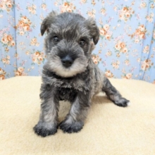 ダンディーベイベー💙　ミニチュアシュナウザーの男のコ　2026/3/4撮影