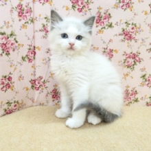 可憐なお姫たま💗　ラグドールの女のコ　2026/3/4撮影