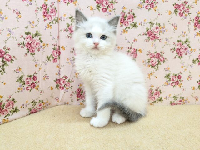 可憐なお姫たま💗　ラグドールの女のコ　2026/3/4撮影