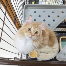 最新画像更新！！NON STOPスリスリ💗　サイベリアンの男のコ　2026/3/9撮影