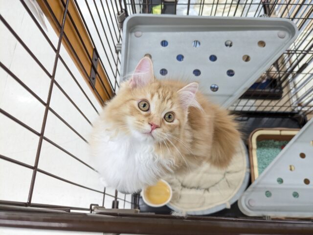 最新画像更新！！NON STOPスリスリ💗　サイベリアンの男のコ　2026/3/9撮影