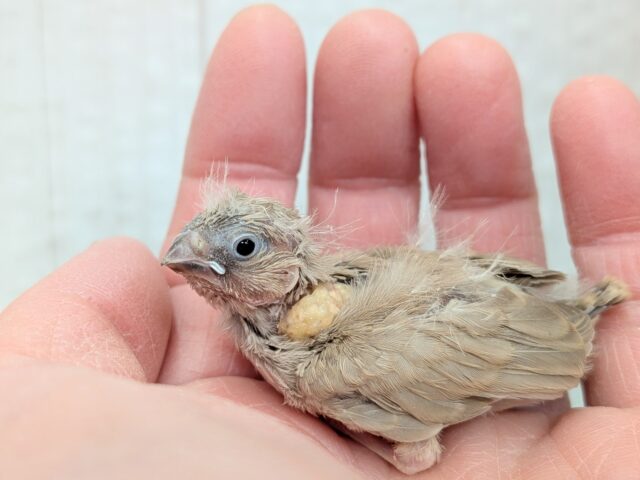 錦花鳥（キンカチョウ）