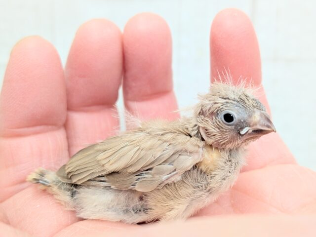 甘々ミルクティーちゃん💖キンカ鳥ヒナさんフォーン