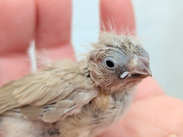錦花鳥（キンカチョウ）