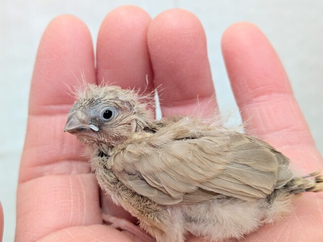 錦花鳥（キンカチョウ）