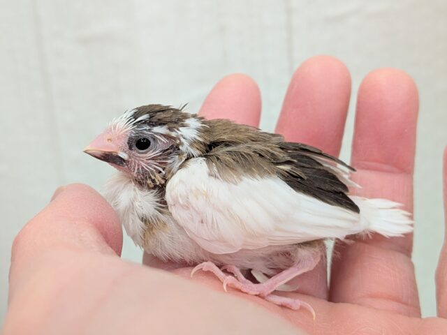 十姉妹（ジュウシマツ）