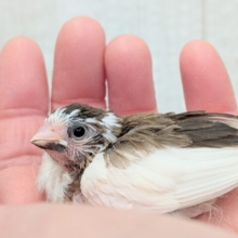 お歌が上手な十姉妹ヒナさん来ました〜