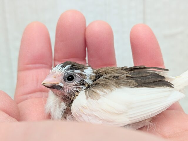 お歌が上手な十姉妹ヒナさん来ました〜