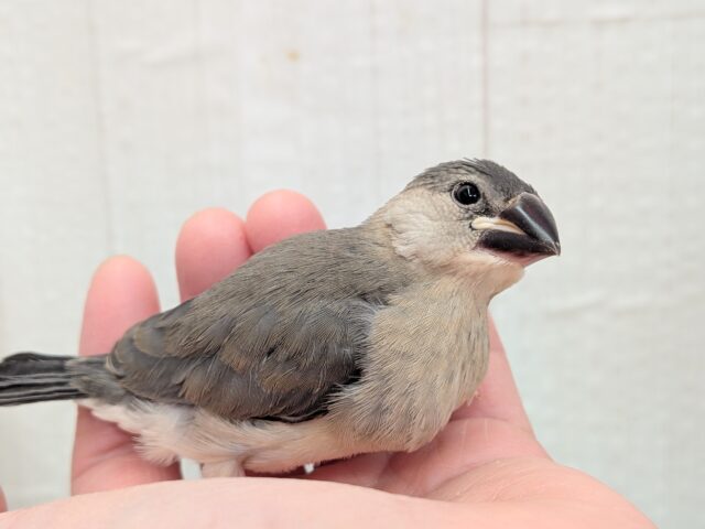 これから大変身しちゃうよ！桜文鳥ヒナさん来ました〜